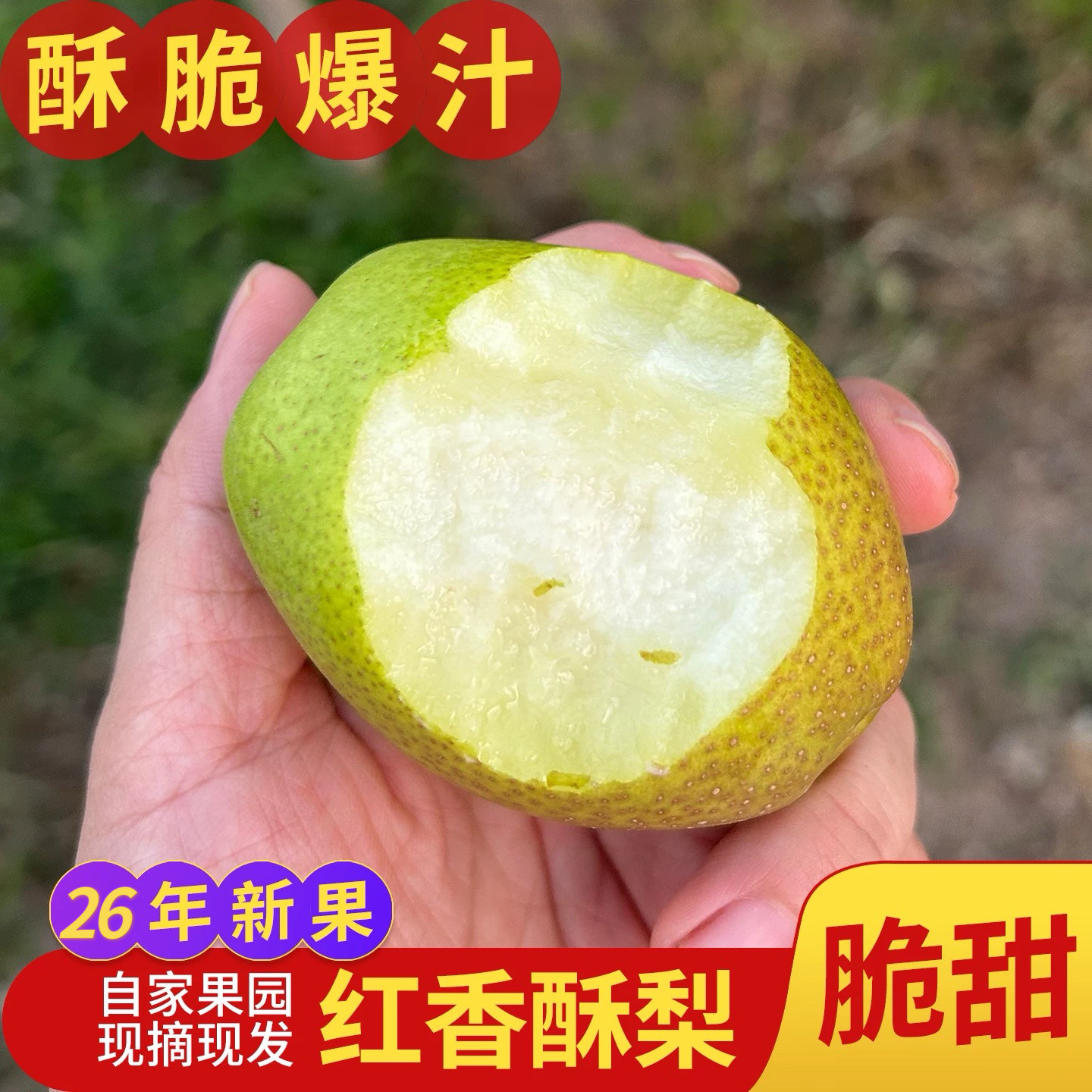 红香酥梨山西运城梨子新鲜水果当季薄皮香梨青酥梨整箱顺丰包邮