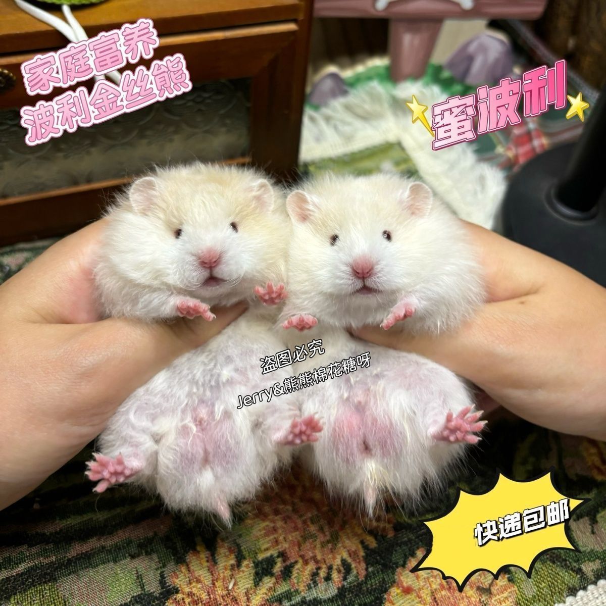 家养仓鼠金丝长毛波利金丝熊巨大款稀有肉桂鸽灰手养卷毛白熊幼崽