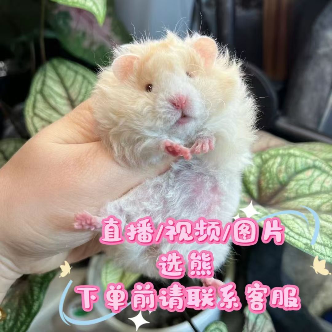 小仓鼠家养长毛成年金丝熊卷直卷毛黑波蜜波黄波火波巧波利活物