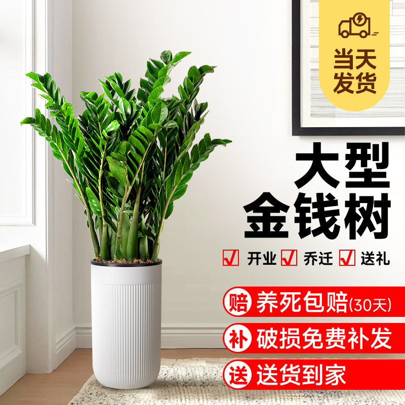 金钱树盆栽植物室内花卉大型客厅好养绿植大摇钱串子招财开业送礼