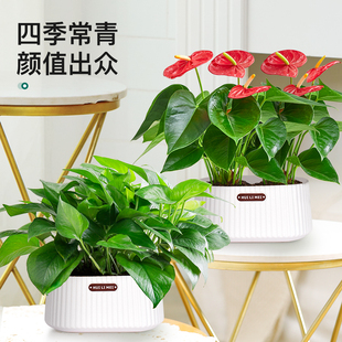 绿萝盆栽室内植物红掌白掌客厅办公室桌面吉利红盆景四季 净化空气