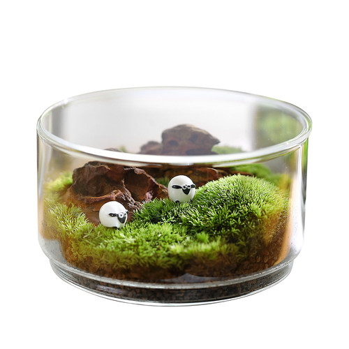 极速苔藓生态瓶闷养微景观系列种好发货桌面好养创意微缩苔藓摆件