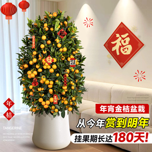 金桔树盆栽带果客厅年桔可食用橘子树苗室内旺宅年宵花卉大型绿植