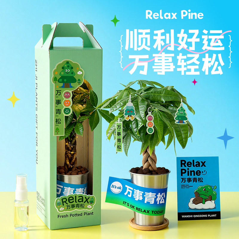 发财树小盆栽桌面放青松礼物男生图片