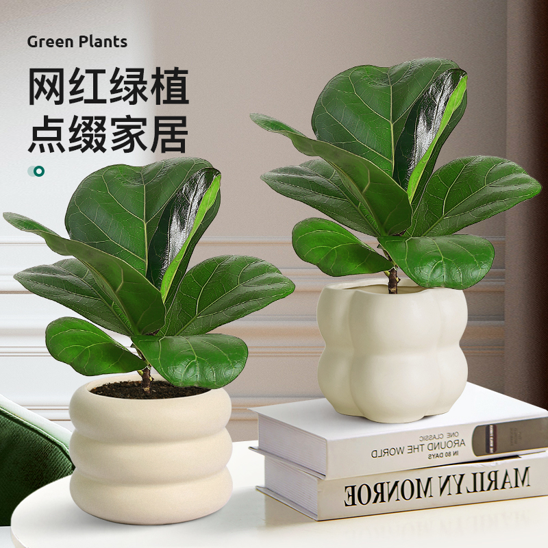 琴叶榕盆栽植物办公室绿植