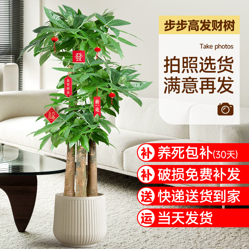 步步高发财树大盆栽公司开业送礼