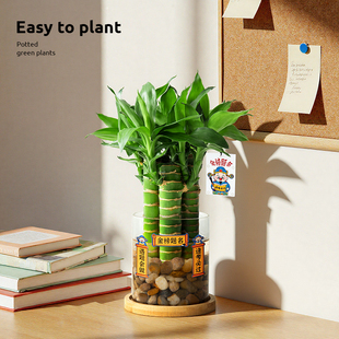 文昌竹水培带根植物金榜题名书桌绿植室内水养竹子办公室工位盆景