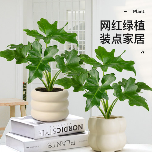 春羽绿植盆栽室内好养植物