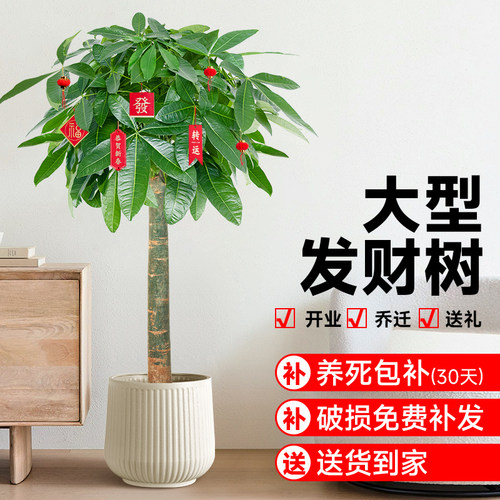 客厅绿植发财树办公室
