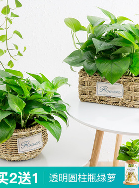 绿萝盆栽植物花卉客厅室内净化空气绿植办公室桌面盆栽吊兰大绿萝