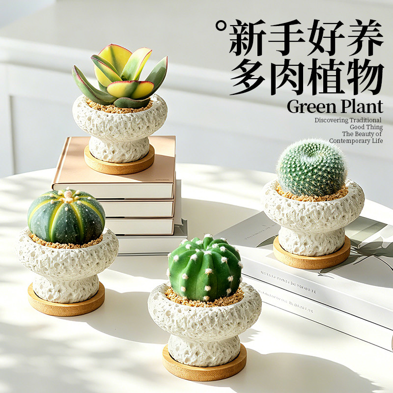仙人掌多肉植物桌面迷你小盆栽图片