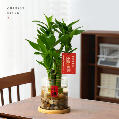 富贵竹水培植物桌面花卉文昌竹