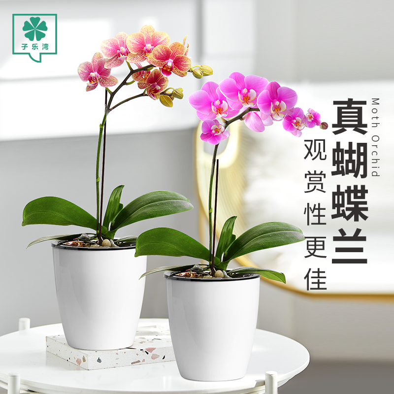 蝴蝶兰花卉植物室内好养四季阳台