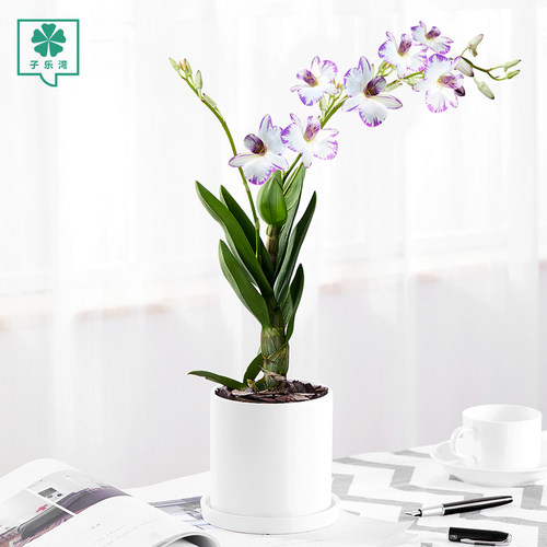 石斛兰带花价格 石斛兰带花图片 星期三