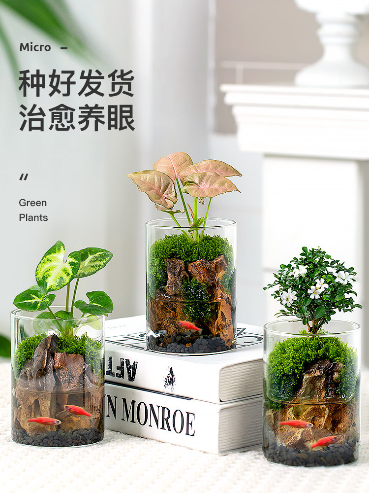 达摩九里香盆景办公室桌面微景观苔藓盆栽花卉穴盘苗水培四季好养