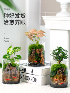 达摩九里香盆景办公室桌面微景观苔藓盆栽花卉穴盘苗水培四季好养