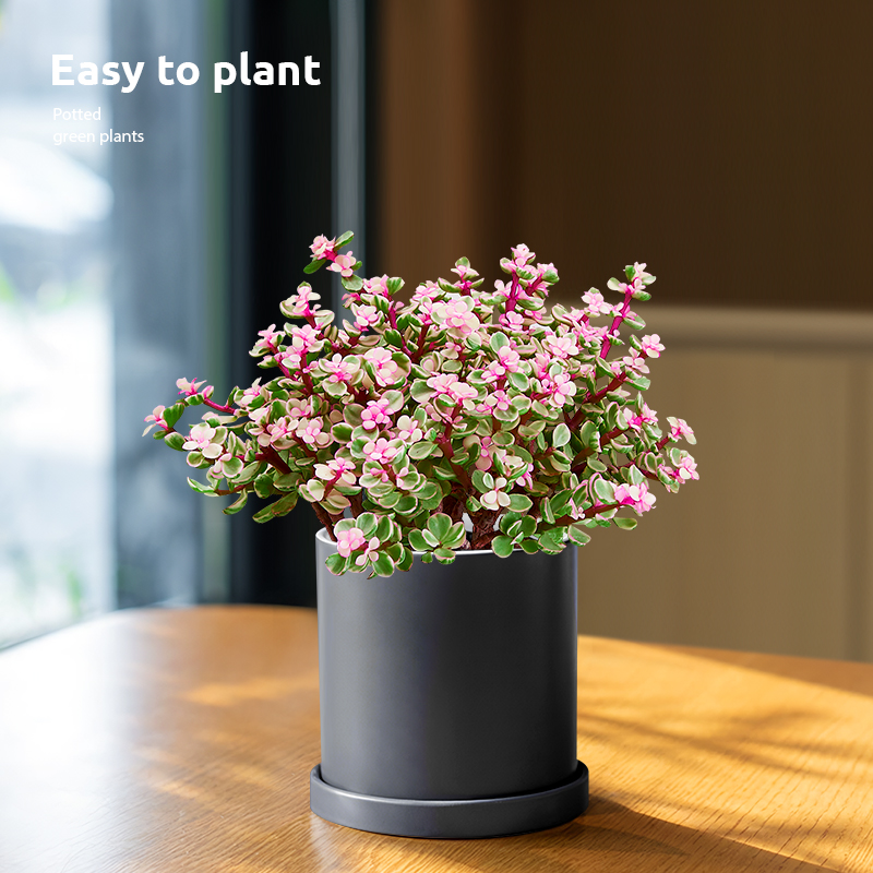 金枝玉叶盆栽阳台喜阳