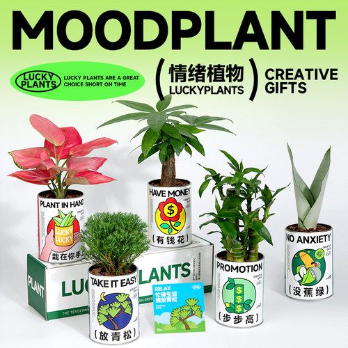 放青松雾凇植物发财树小盆栽情绪稳定办公室桌面绿植花卉礼物神奇