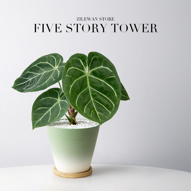 克莱恩水晶花烛办公室好养植物