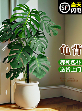 老桩龟背竹观叶植物室内客厅高级感办公室攀爬绿植大型盆栽大盆景