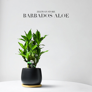 富贵竹植物客厅室内招财绿植节节高文昌竹办公室桌面绿植好养盆栽