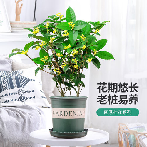 室外阳台庭院好养浓香型桂花树苗