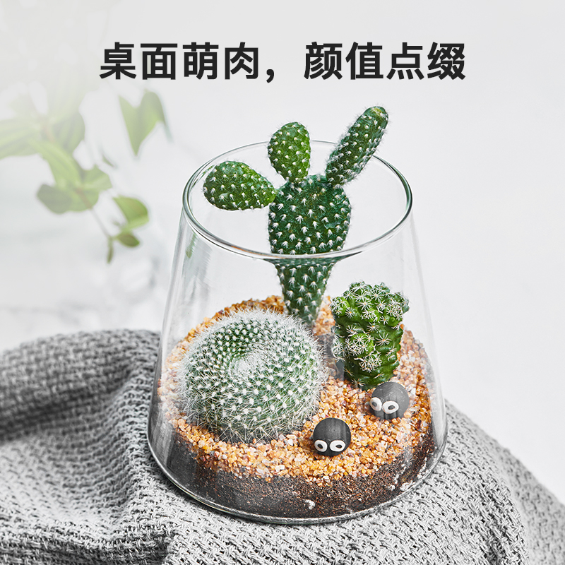 仙人掌桌面好养微景观摆件创意仙人球小盆景趣味DIY迷你多肉植物