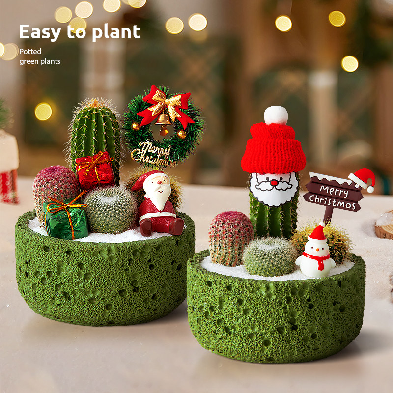 【圣诞节礼物】仙人掌多肉组合盆栽办公桌面室内仙人球植物绿植送