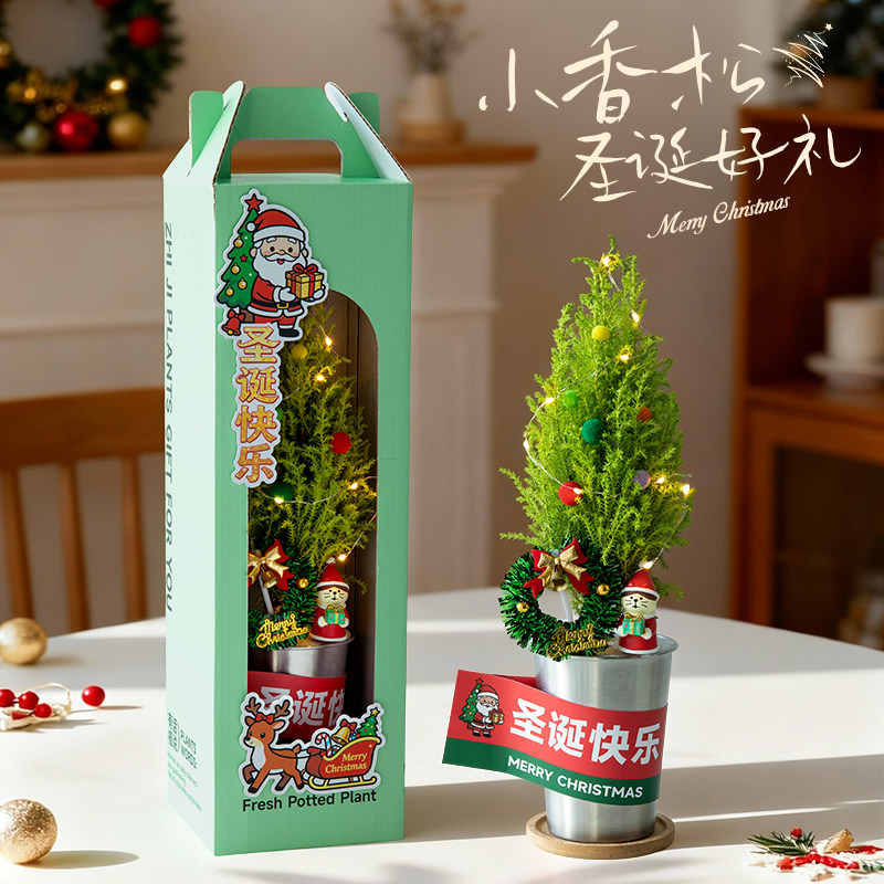 香松圣诞树绿植桌面盆栽圣诞礼物