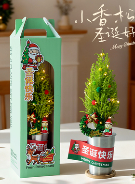 香松圣诞树绿植办公室桌面小盆栽客厅装饰摆件室内植物圣诞节礼物
