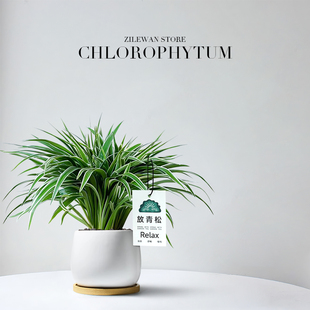 金边吊兰盆栽客厅室内植物花卉新房家用净化空气办公室垂吊绿植物