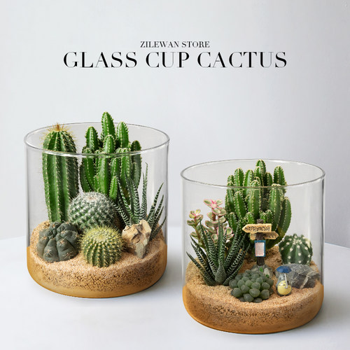 多肉植物大颗好养室内盆栽阳台花卉桌面仙人球仙人掌绿植组合盆景