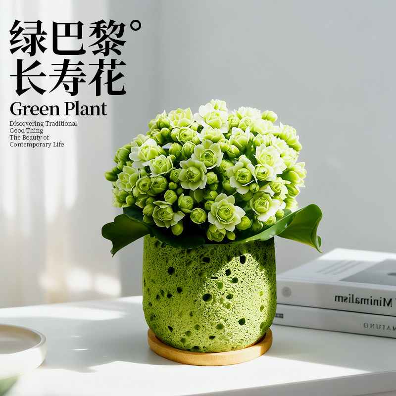 绿巴黎长寿花重瓣大花盆栽带花苞室内绿植办公室花卉植物好养四季