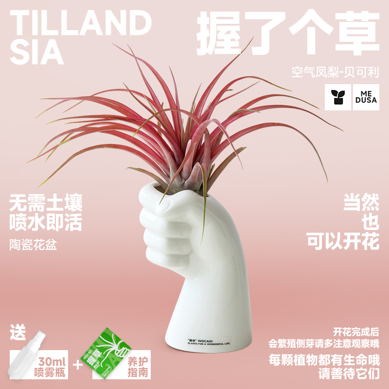 桌面高颜值绿植空气凤梨无土栽培
