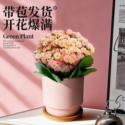 彩虹糖长寿花盆栽重瓣带花苞变色