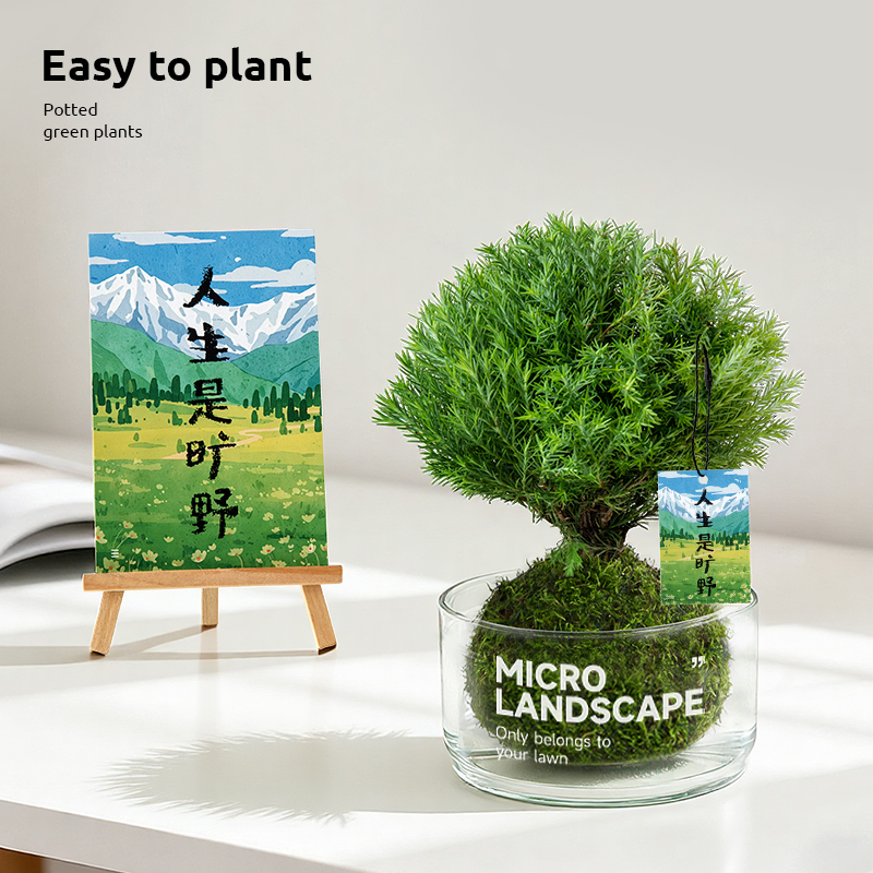 放青松雾凇苔藓桌面工位绿植好养