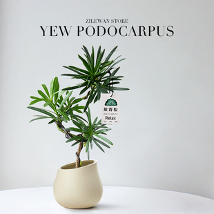 放青松绿植办公室工位盆栽造型罗汉松植物室内桌面盆景客厅好养活