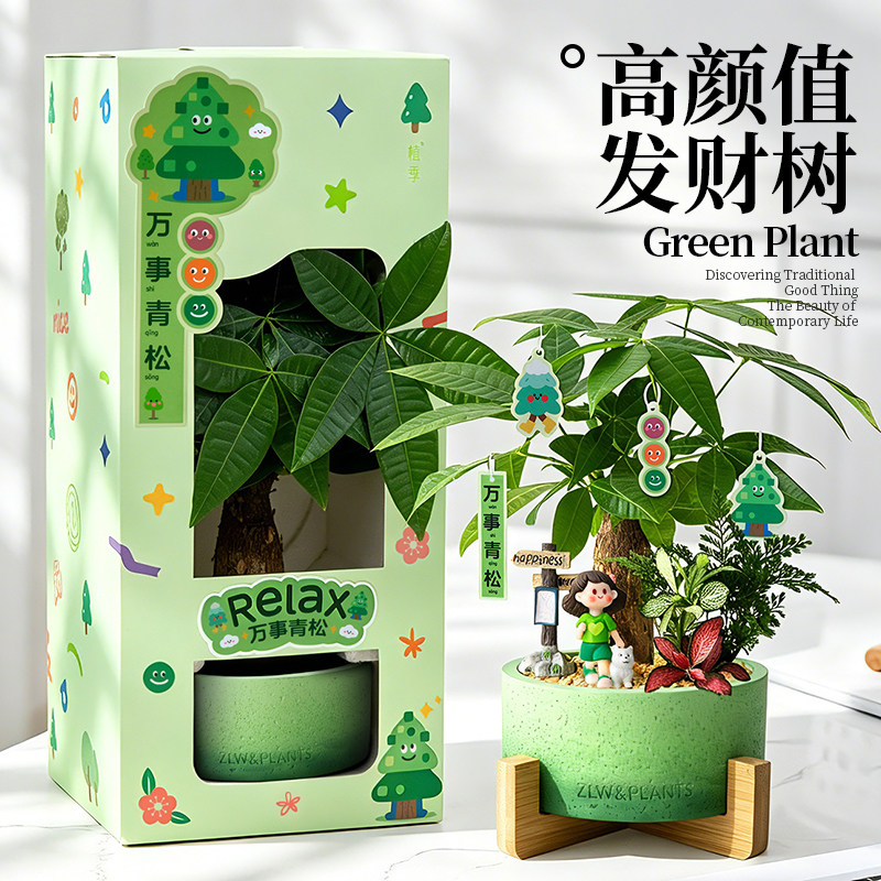 发财树盆栽花卉办公室招财绿植图片