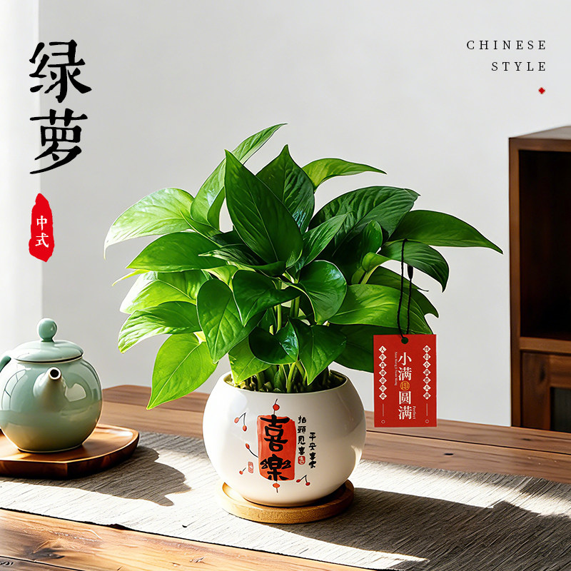 绿萝室内盆栽办公室桌面禅意绿植书房茶几中式花卉植物土培好养活