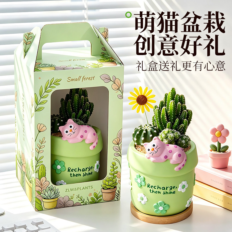 仙人掌盆栽小室内多肉植物组合办公室桌面绿植幼儿园教师节礼物