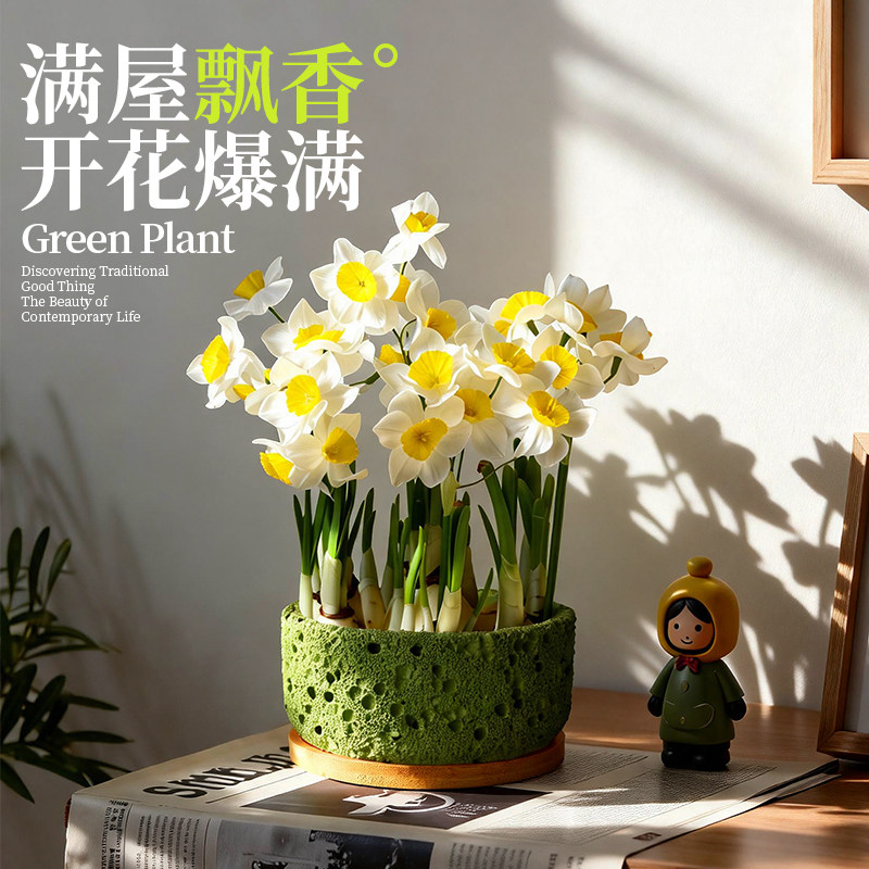 漳州水仙花盆栽带花苞种球水养水培植物年宵花办公室桌面绿植花卉,鲜花速递/花卉仿真/绿植园艺,时令草本花卉,淘宝优惠券,粉丝福利购,淘宝优惠卷