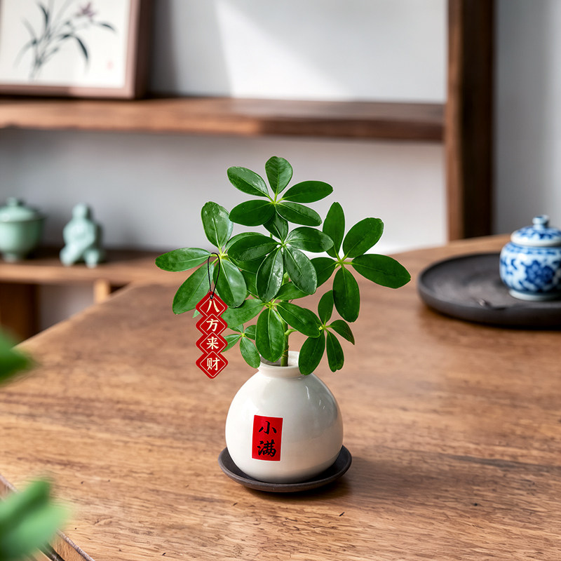 八方来财鸭脚木盆栽桌面水培植物图片
