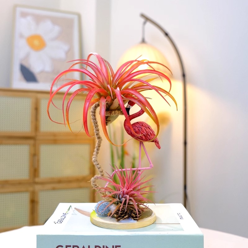 空气凤梨工位绿植办公桌面创意摆件无土栽培懒人好养客厅卧室送礼