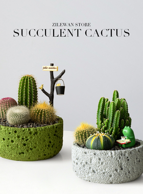仙人掌盆栽组合多肉植物小仙人球办公室工位桌面绿植创意生日礼物
