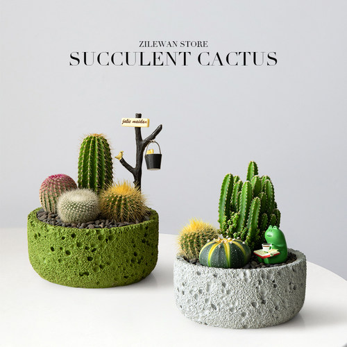 办公室内桌面耐旱简单好养仙人掌