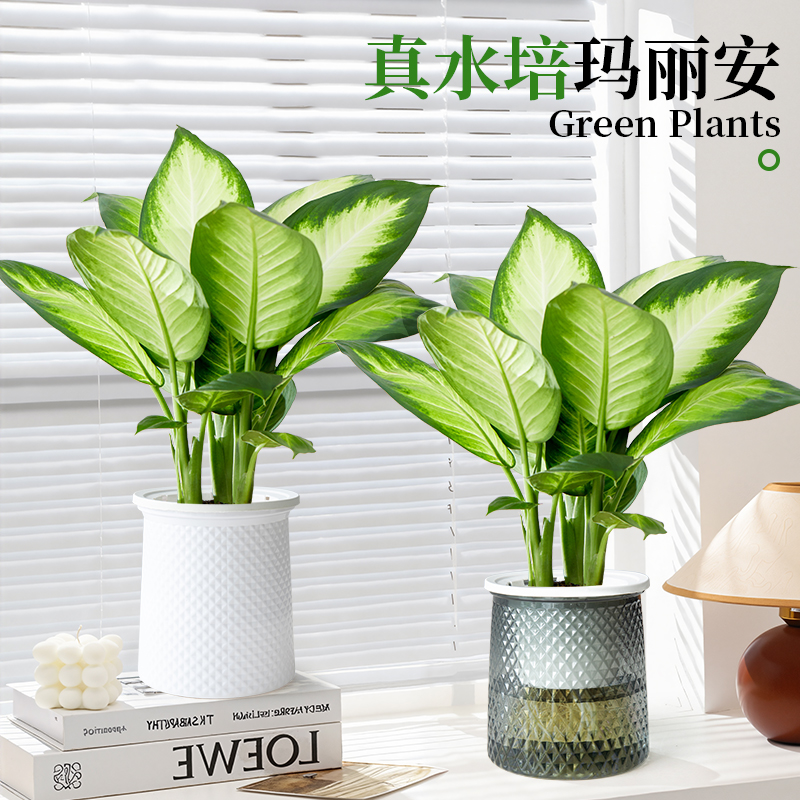 玛丽安水培植物室内好养万年青