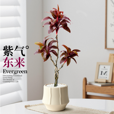 娃娃朱蕉绿植小盆栽办公室植物