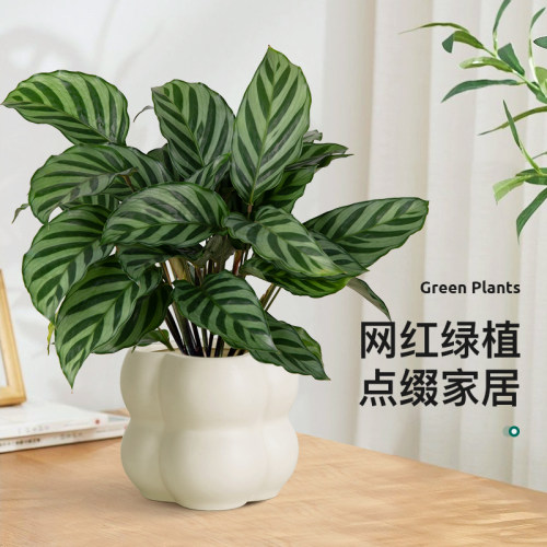 翠叶竹芋盆栽客厅桌面好养植物