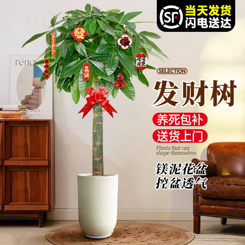 发财树盆栽大型招财树客厅植物