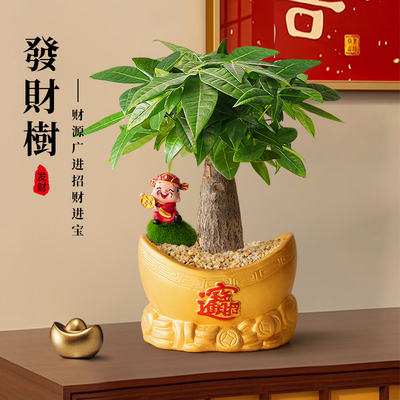 子乐湾盆栽小盆栽绿植